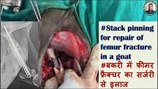 #Stack pinning in a goat/#femur fracture in goat/बकरी में फीमर हड्डी के फ्रैक्चर का पिंनिंग से इलाज