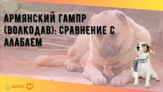 Армянский гампр (волкодав): сравнение с алабаем