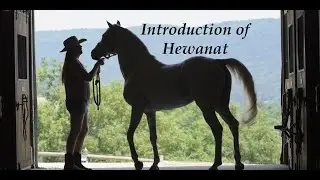 Introduction of Hewanat