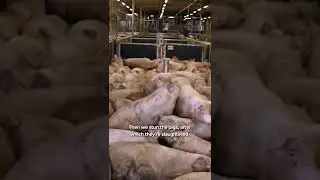 Food for Thought | VPRO Documentary 