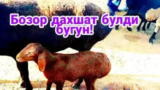 Карши карвон мол бозори куй кучкорлар нархлари