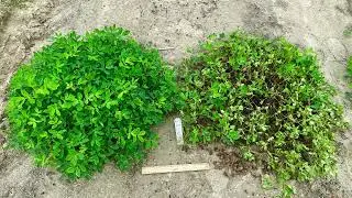 Isolation & subculturing of early leaf spot, Passalora arachidicola, of peanut, by Maharjan Namrata