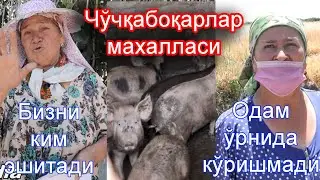 Чўчқабоқарлар махалласи. Юқори Чирчиқ тумани. Т.Г.Хван. МФЙ. Буларга ким чора кўради.