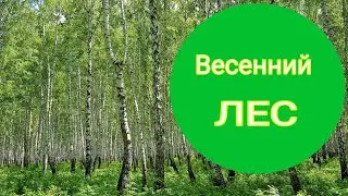 Звуки весеннего леса / Релакс видео / Звуки для медитации