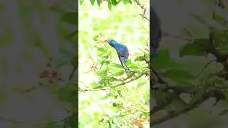 The little Blue bird 