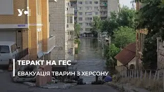 Врятувати за будь-яку ціну: у Херсоні волонтери під обстрілами вивозять тварин з затоплених районів