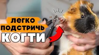 4 простых шага - Как Подстричь Когти Моской Свинке ПРАВИЛЬНО