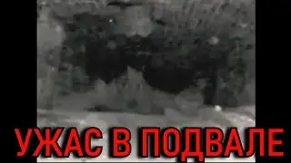 В ПОДВАЛЕ УСЛЫШАЛИ ГОЛОС СВИНЬИ это ДЕМОН!