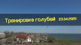 Тренировка голубей 23.04.2020