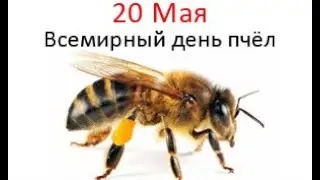 20 мая - Всемирный день пчёл (World Bee Day).🐝 Праздник.