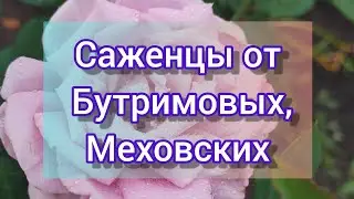 Саженцы от  Бутримовых и Меховских//осенний заказ роз 2021// Розы от Бутримовых и Меховских