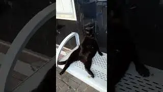 The Cat Who Knew Zen. 😽💤 | Кот, который познал Дзен. 🙏😌