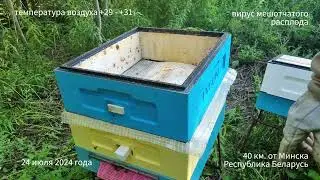 Вирус мешотчатого расплода пчел. Как вылечить собственными силами без антибиотиков. Личный опыт.