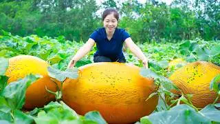 Harvesting Golden Honeydew Melon & Goes To Market Sell | Gardening And Cooking | Lý Tiểu Vân