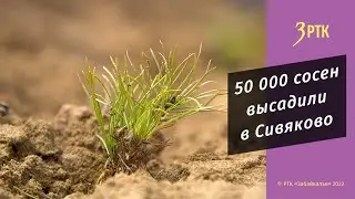 В районе села Сивяково читинцы посадили новый лес