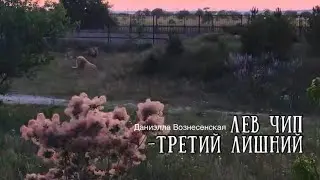 Лев ГЕК с дамами, ЧИП- третий лишний или БЛЮСТИТЕЛЬ НРАВСТЕННОСТИ. Тайган. Life of lions.Taigan.