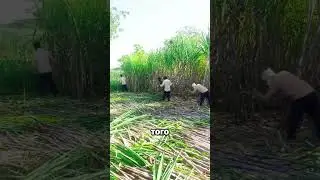 Современные удивительные методы сельского хозяйства 🚜 🎋 😲 
