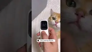 Pet cooling house