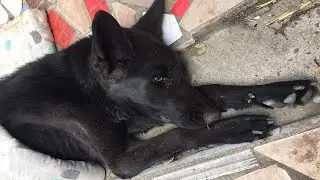 СМУЗЯ БЫЛА ПРОВОДНИКОМ В МИР ИНОЙ.