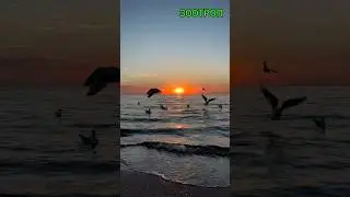 Одесса восход солнца. Море. Чайки. Красота. Позитивные эмоции. Любимая жизнь. Пляжи. Лето. #зоотроп
