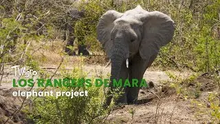 Los Rangers de Mara Elephant Project- TvAgro por Juan Gonzalo Angel Restrepo