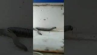 многоножка кивсяк 