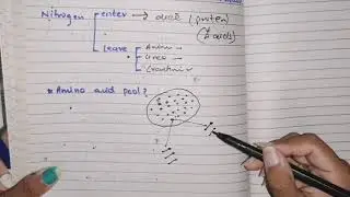 Amino acid Metabolism, Part 1, overview, amino acid pool, protein turnover phenomenon, 