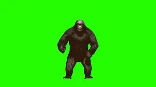 Big gorilla beats his chest 🦍| green screen | footage | Animation | Download | №306