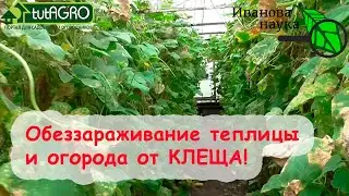 Вот ТАК надо обработать теплицу и огород, если в сезоне вы видели клеща: паутинного, земляничного.