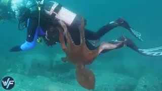 10 Animals That Make Swimming Extremely Dangerous