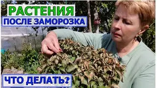 Заморозки даже петунии потрепали, чего не было 10 лет. Как восстановить растения?