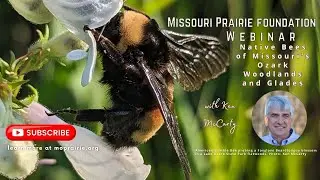 MPF Webinar: Native Bees of Missouri’s Ozark Woodlands and Glades