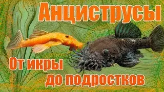 Аквариум. Аквариумные рыбы. Анциструсы.