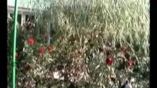 База отдыха A-lux в Лазурном