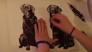 TIMELAPSE - A3 Biro Pen Dogs