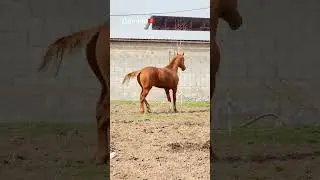 Аттар сатылмайды тамаша