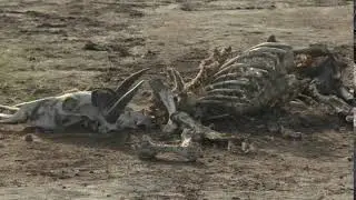 in a parched landscape the skeleton of a dead animal lies in the desert as an example of life and de