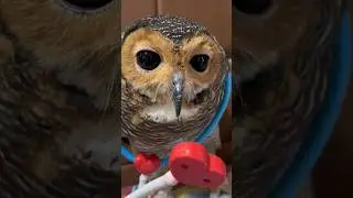 Bibib is very naughty and disturbs Bimbim's sleep‼️😭🦉❤️