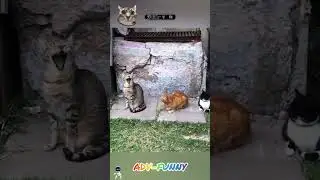 Funny cat’s synchronization