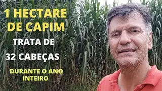 COMO TRATAR DE 32 CABEÇAS  COM  APENAS 1 HECTARE DE CAPIM DURANTE TODO ANO.