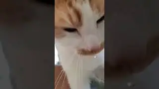 Daily Cat Massage,  