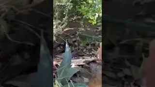 A Snake Was Hiding In Their Backyard!
