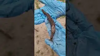 СЛИЗНИ ЮРСКОГО ПЕРИОДА ЕСТЬ А УРОЖАЙ ОН НЕ ЕСТ. ВСЕ В ЦЕЛОСТИ И СОХРАННОСТИ...