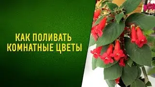 Как поливать комнатные цветы