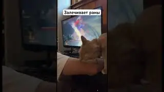 Лечит раны 🐈 #котики #кот #котенок #питомцы #игры #дарксоулс ##darksouls #eldenring #elderscrolls