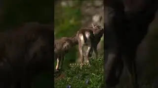 Барана может утащить белоплечий орлан 