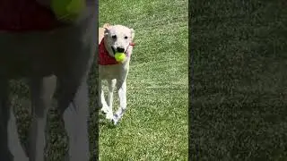 Happiness is an Old Dog Playing