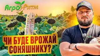 ЧИ БУДЕ ВРОЖАЙ СОНЯШНИКУ ПІСЛЯ СПЕКИ? ЯК СТВОРЮЄТЬСЯ АЛЬДАЗОР?