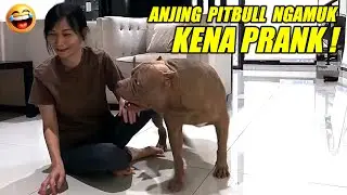 LUCU BANGET ! ANJING PITBULL NGAMUK KENA PRANK | HEWIE PITBULL #hewiepitbull