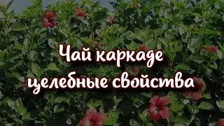 Чай каркаде: назвали целебные свойства напитка для организма